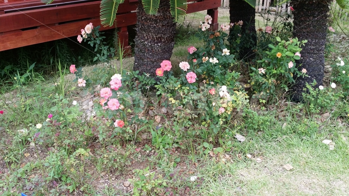 꽃,분홍,백,식물,초록,식물,자연,plants,nature,꽃,flower