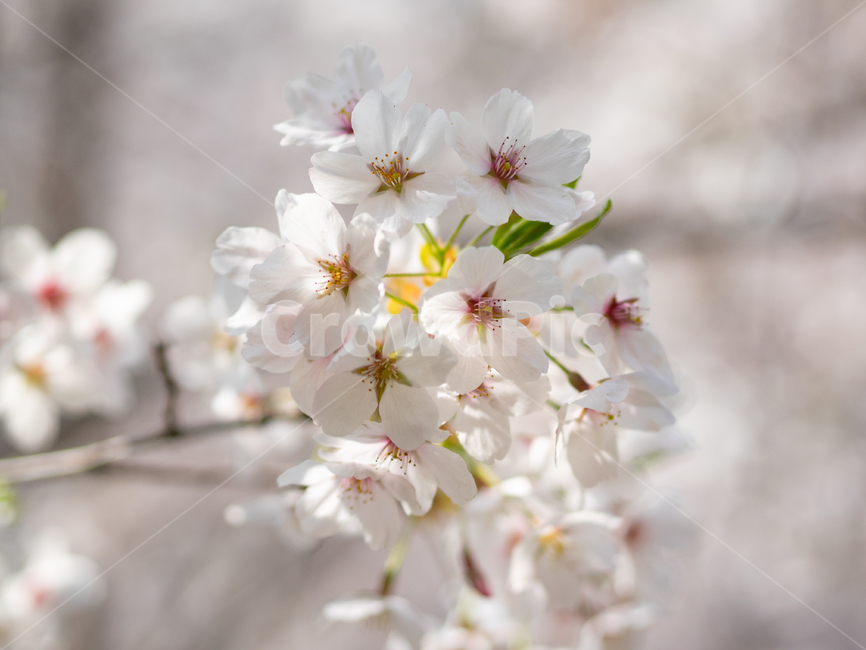 벚꽃,봄,하얀,spring,cherry,blossom,white,petal