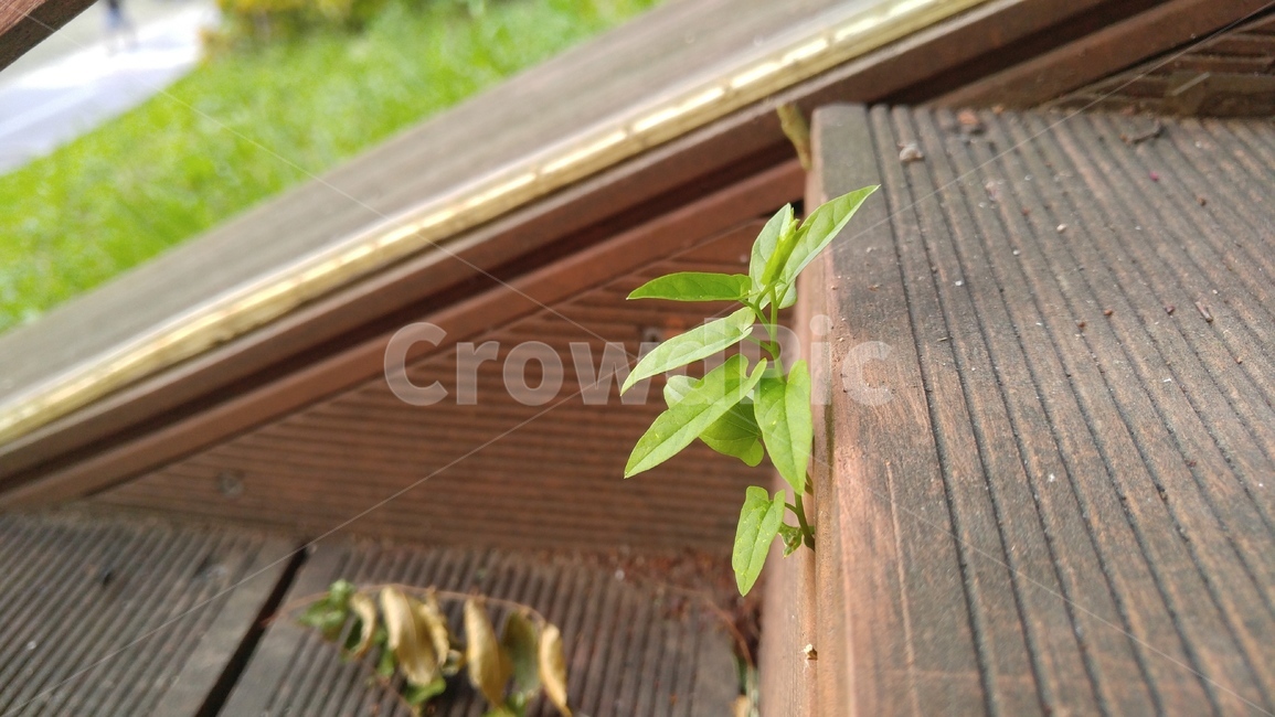 계단,갈색,잡초,풀,식물,녹색,배경,감성,계절,stairs,brown,aweed,grass,plants,green,background,emotional,season