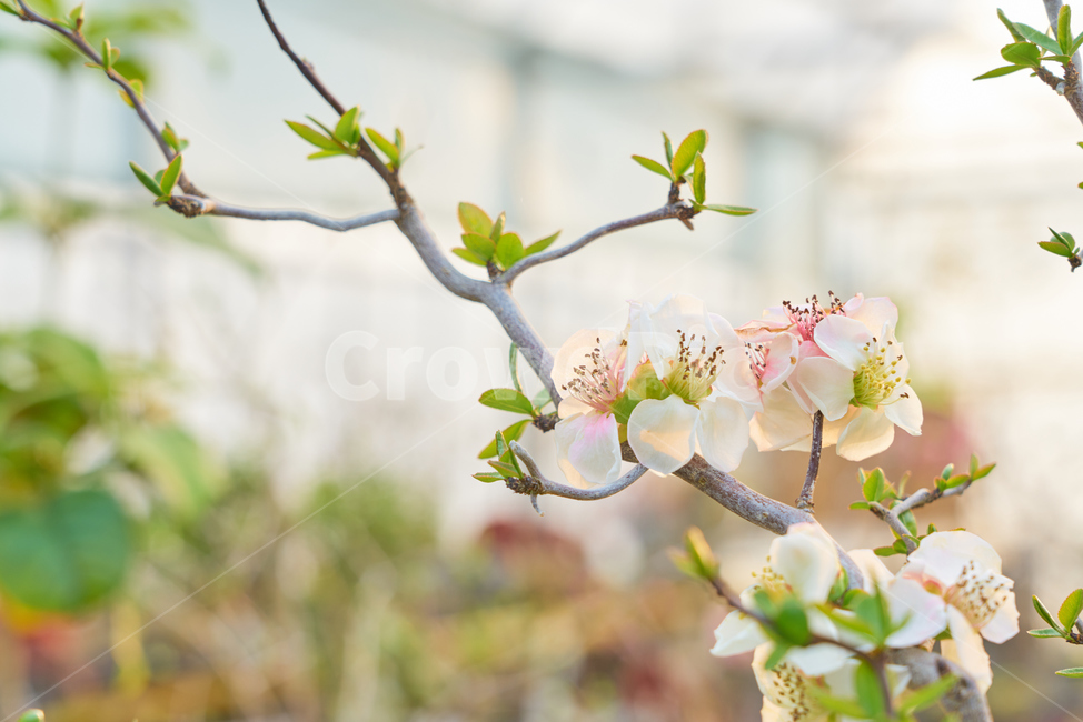 비닐하우스,봄,꽃,flower,flowers,blossom,beautiful,정원,화원,아름다운,식물,자연,plants,nature,꽃,flower