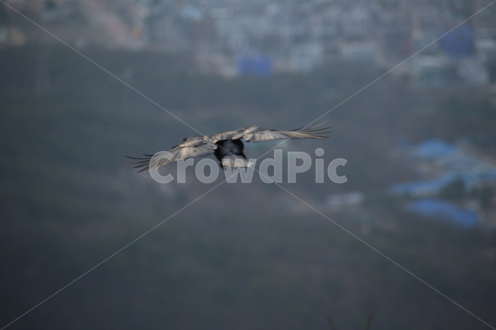 새,자연,풍경,동물,산,동물,animal,조류,새,birds