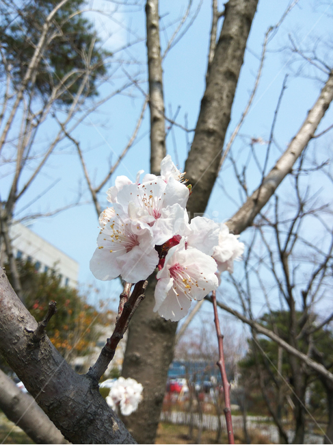 sky,spring,plant,cherryblossoms,벚꽃,봄,꽃