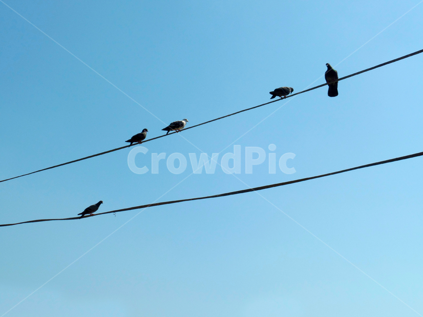하늘,새,bird,동물,animal,전기줄,전깃줄,전기줄새,전선,전선새,새들