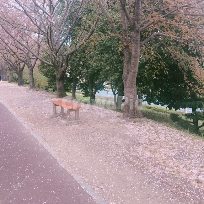 벚꽃,벚꽃풍경,의자,나무,휴식,봄풍경,자연,풍경,nature,landscape,bench,벤치,plant,식물