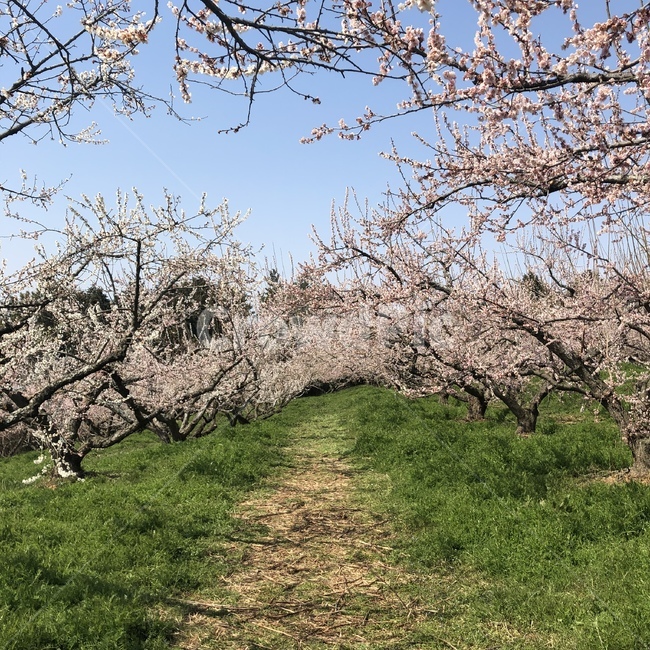매화꽃,매화꽃축제,매화,풍경,꽃,봄,계절,spring,season,자연,풍경,nature,landscape,plant,식물,flower,blossom