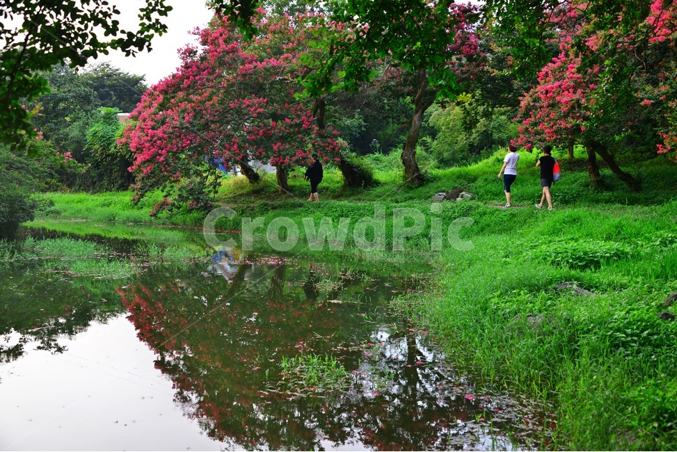 human,인간,person,사람,outdoors,옥외,water,물,nature,자연,담양,명옥헌원림,명혹헌배롱나무,배롱나무,유적지,문화재