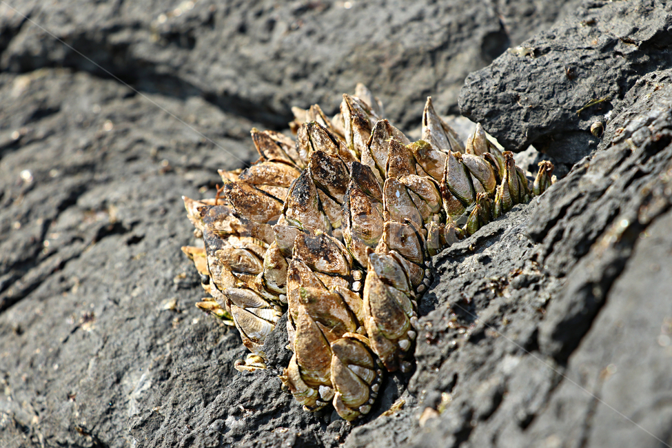 barnacle,거북손,갑각류,거북손붙이,절지동물,식재료,food,요리재료