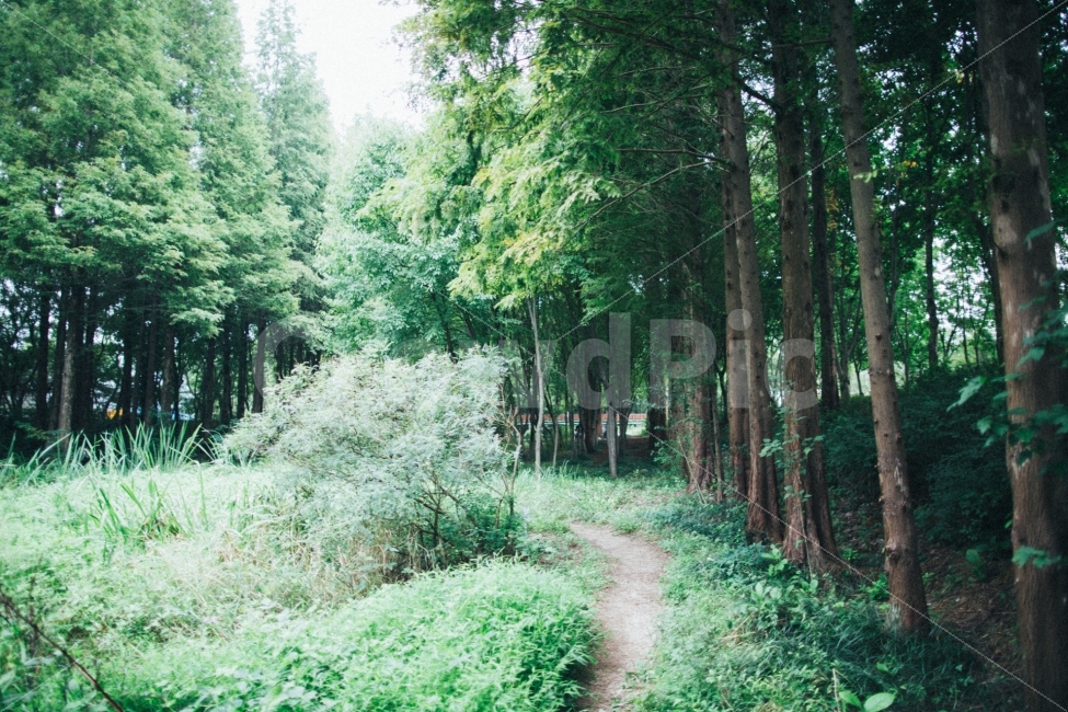 경주,산림환경연구원,나무,식물,스냅,자연,풍경,nature,landscape,휴식,힐링,rest,relaxation,healing,plant,tree,path,통로