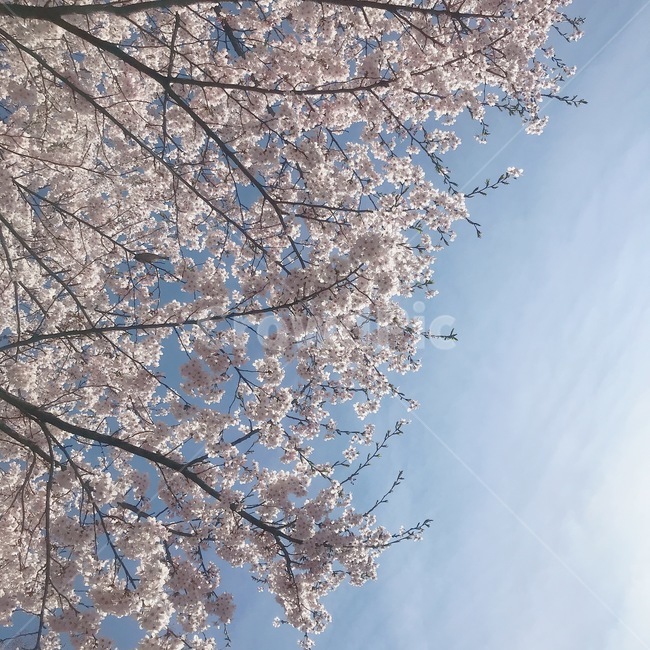 벚꽃,꽃,flower,plant,식물,하늘,꽃하늘,blossom,식물,자연,plants,nature,꽃,flower