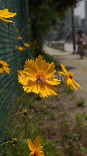 금계국,꽃,플라워,자연,식물,flower,nature,철조망,거리,가로수,꽃사진,접사,macro,풍경,landscape,plants,식물,자연,plants,nature,꽃,flower