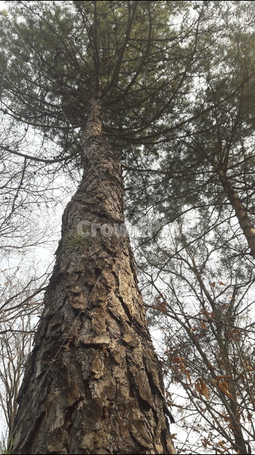 자연,공원,식물,나무,산책,식물,자연,plants,nature,나무,trees,wood