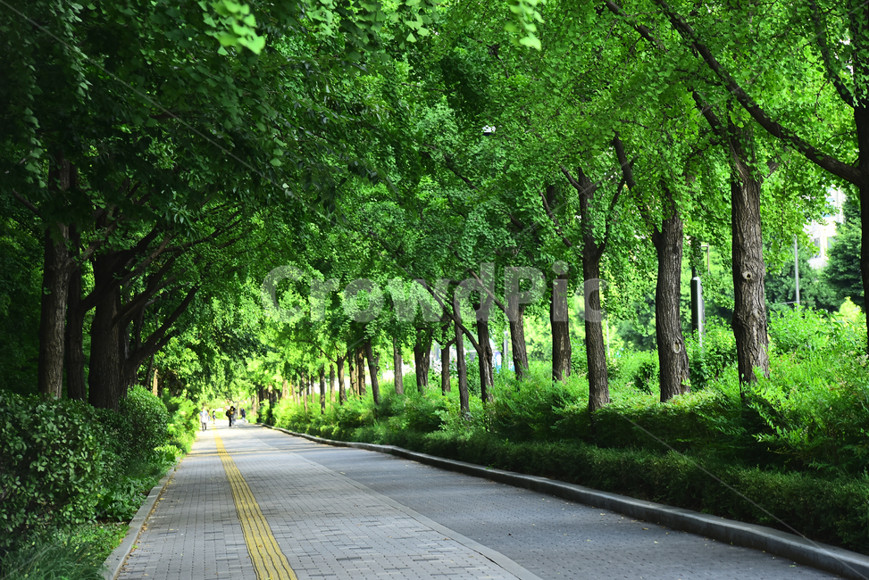 숲길,힐링,산책로,도로,싱그러운,호젓한,녹색,초록,그린,green,road,forest,나무,healing,은행나무,울창한,6월,걷고싶은길,끝없는