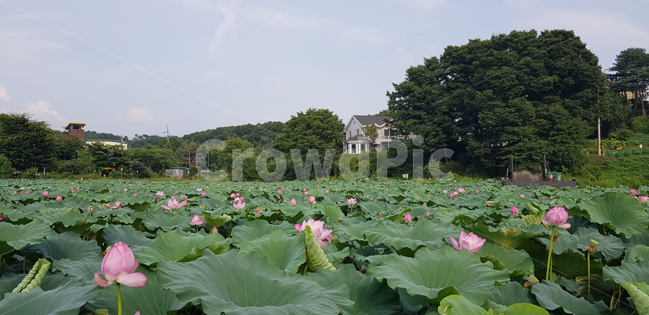 연꽃,대심리연꽃,양평연꽃,남한강연꽃,낚시터연꽃