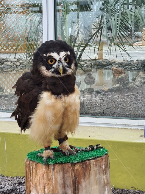 animal,동물,bird,새,poultry,가금류,owl,올빼미