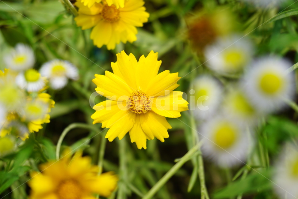 꽃,코스모스,flower,가을꽃,노랑,노랑꽃,노란꽃,꽃망울,식물,자연,plants,nature,꽃,flower