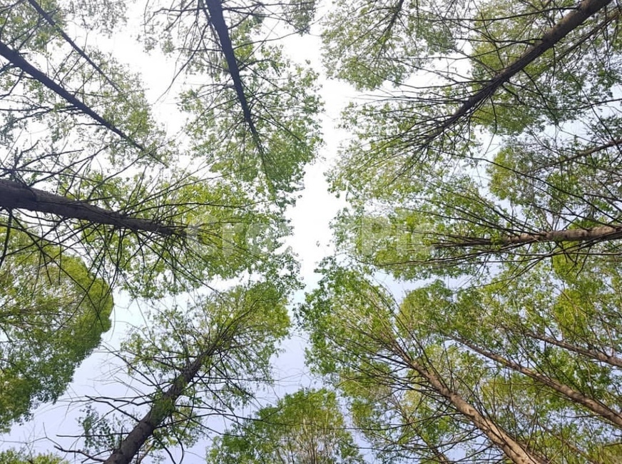 나무,숲,초록색,마음수련,마음안정,수양