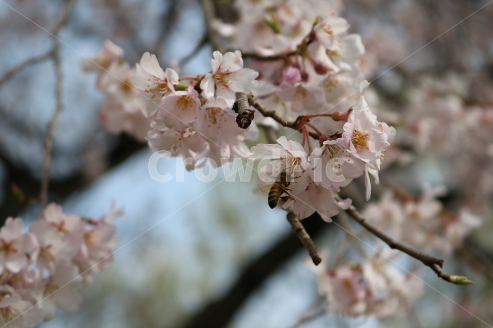 plant,식물,flower,꽃,꽃잎,blossom