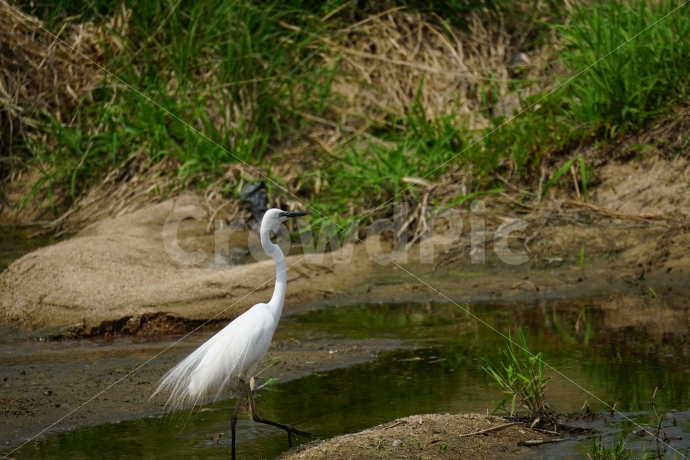 백로,새,조류,동물,자연,강,하천,습지,물결,식물,bird,animal,lake,river,nature,water,plants,감성,감성사진,스냅,스냅사진,snap,snapshot,풍경,landscape,계절,여름,summer,season,수영,헤엄,한국자연,한국적인,생명,환경,동물,animal,조류,새,birds