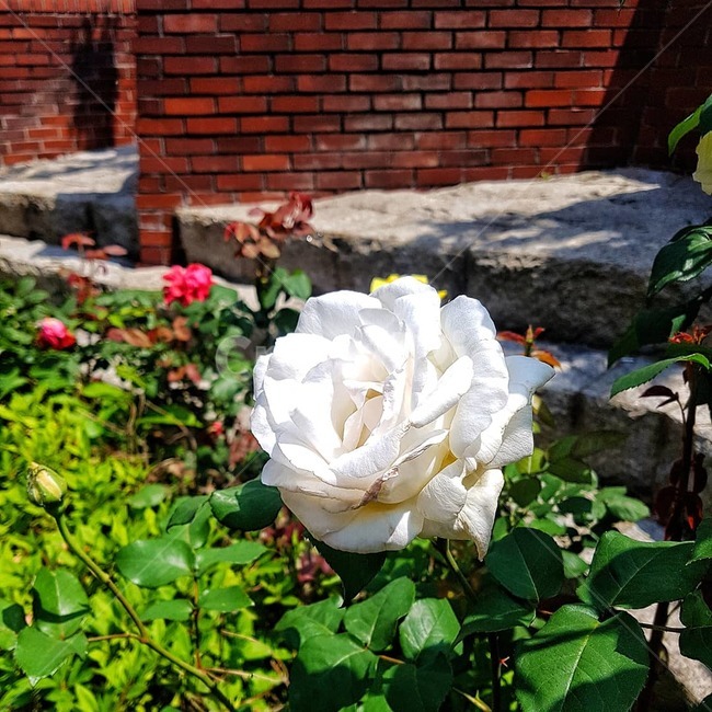 꽃,장미꽃,흰꽃,화단,흰장미