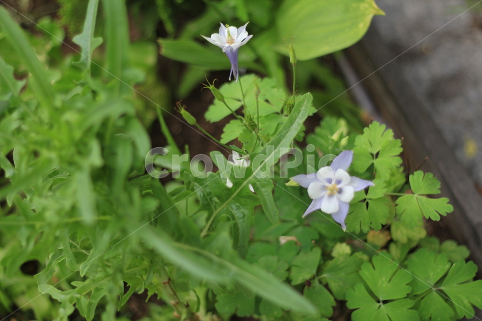 식물,꽃,소소한,소박한,수수한,식물,자연,plants,nature,꽃,flower