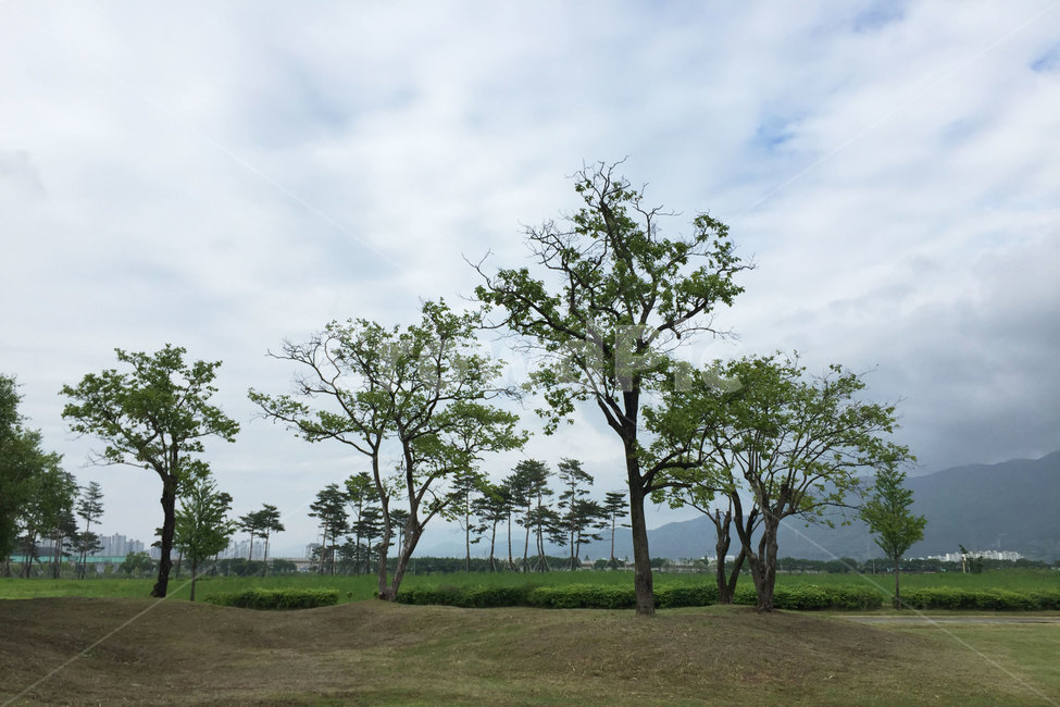 나무,공원,하늘,뭉게구름,잔디,잔디밭,자연,평온한,녹색,그린,풍경,한적한,자연,풍경,nature,landscape,식물,plants,나무,trees,wood,tree,plant