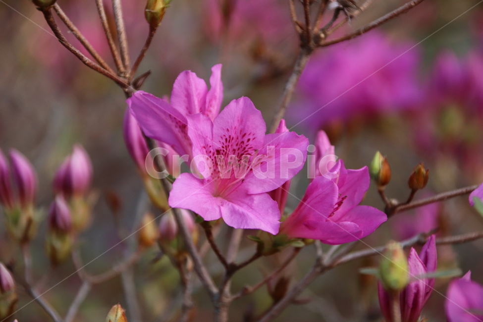 철쭉,꽃,수목원,자연,풍경,식물,자연,plants,nature,꽃,flower