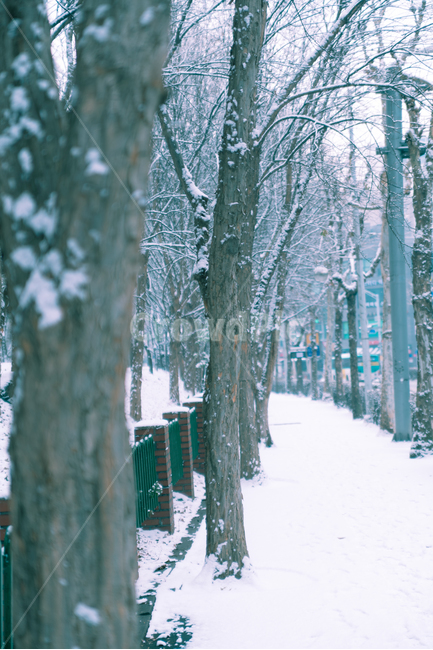 눈길,가로수,눈,겨울,배경화면,landscape,nature,자연,winter,함박눈,화이트