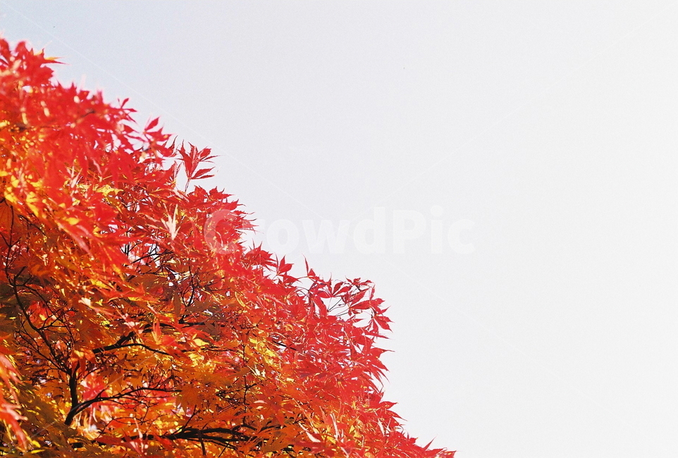 가을,단풍,인물,나무,자연,autumn,낙엽,필름카메라,tree,maple,nature,필름사진,가을,계절,fall,autumn,season,plant,식물