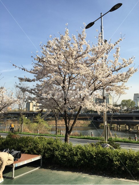 봄,spring,벚꽃,cherryblossoms,나무,tree,한국,korea,분위기있는,예쁜,beautiful,공원,park