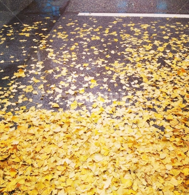 비,낙엽,비오는날,노랑색,가을,가을,계절,fall,autumn,season,paper,종이,confetti,색종이 조각