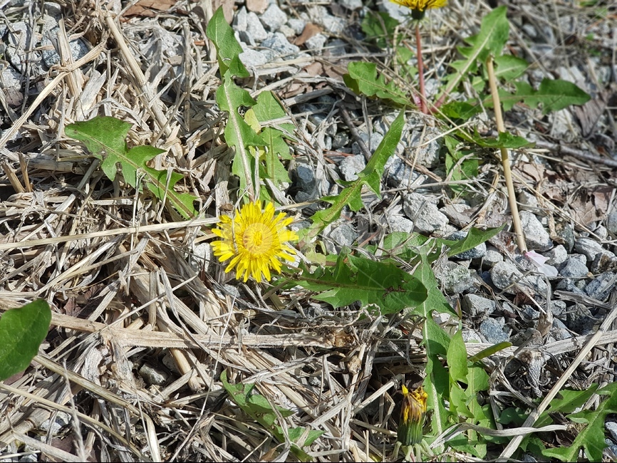 민들레,들꽃,약초,봄,꽃,식물,자연,plants,nature,꽃,flower