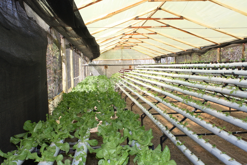 수경재배,양액재배,상추,온실,비닐하우스,농업,농사,agriculture,farming,farming industry