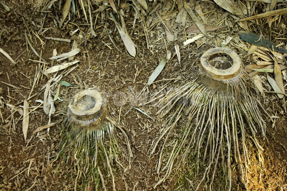 대나무,뿌리,밑둥,흙,식물,자연,풍경,nature,landscape