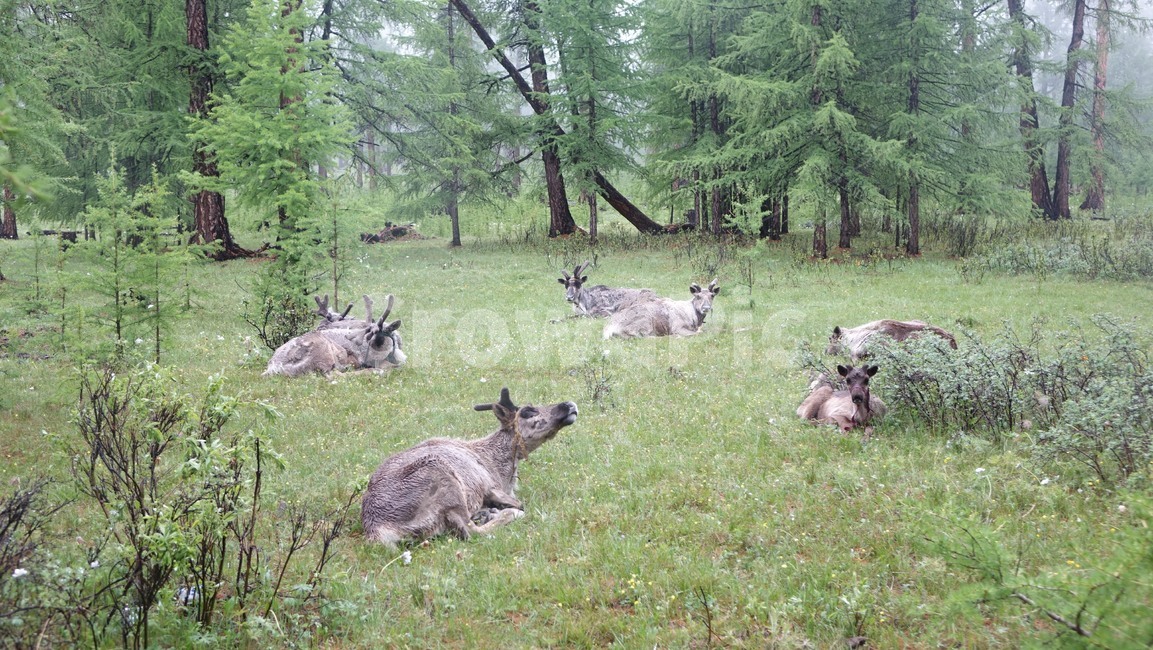 reindeer,forest,grass,숲,순록,animal,tree,나무,green,초록,몽골,초원