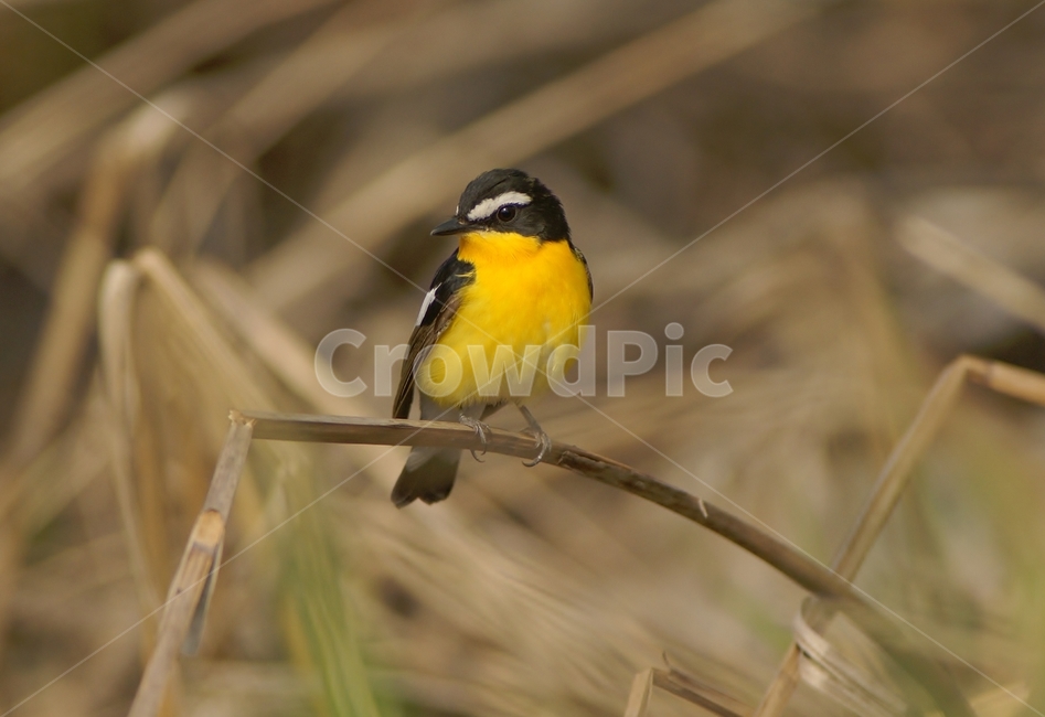 흰눈썹황금새,철새,조류,새,노랑,동물,animal,조류,새,birds