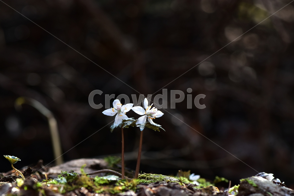 너도바람꽃,야생화,봄,꽃,풀꽃,자연,식물,식생,감성,힐링,plants,nature,spring,season,flower,emotion,feeling,흰색,초본,너도바람꽃속