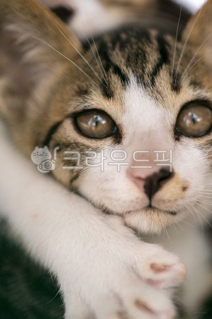 Pets,kitten,mammal,cat,animal,mammalia,pet