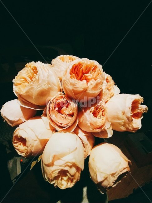 꽃,장미,flower,rose,꽃다발