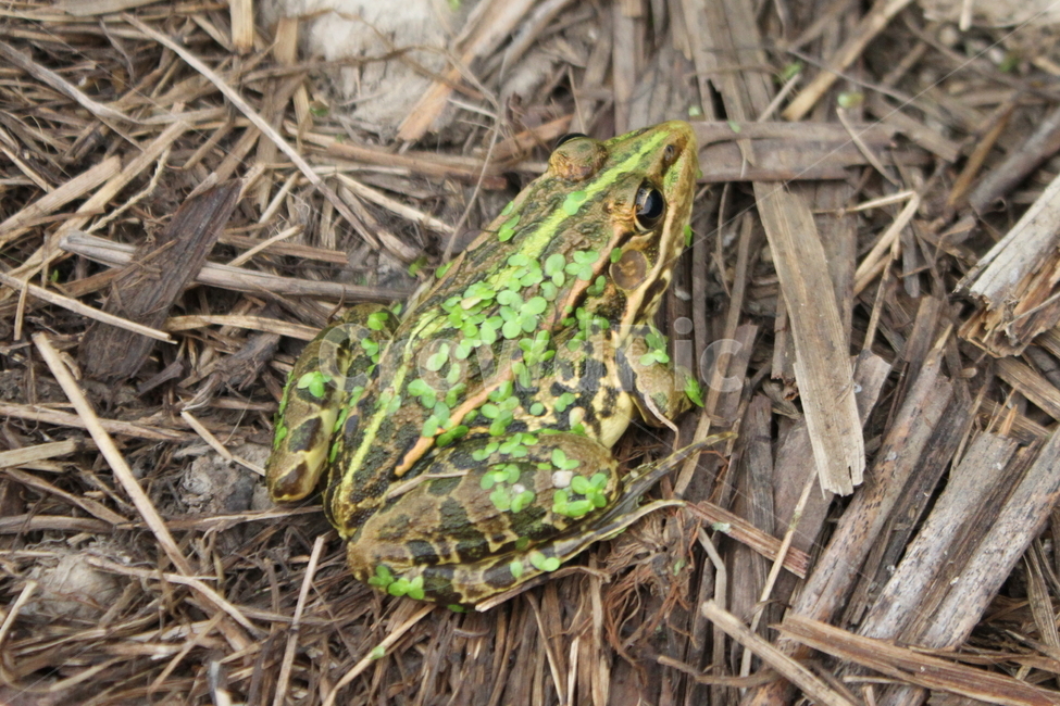 개구리,양서류,토종개구리,동물,frog,동물,animal,파충류,양서류,reptile,amphibian