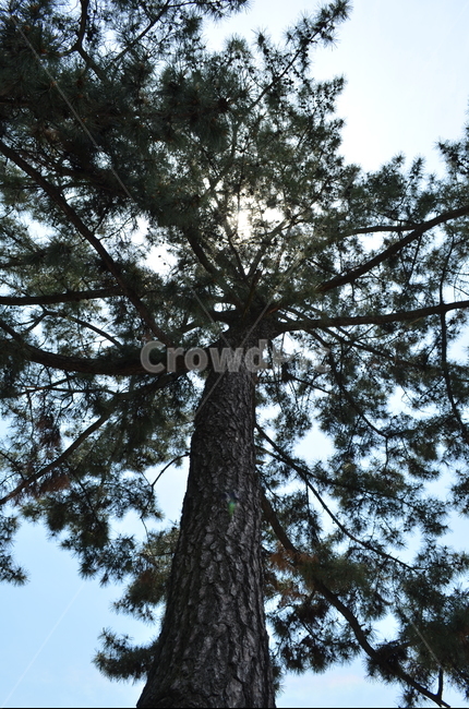 소나무,나무,식물,자연,하늘,pine,tree,식물,자연,plants,nature,나무,trees,wood