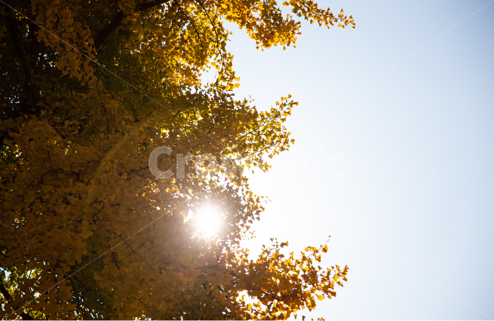 은행나무,은행잎,역광,빛,태양,가을,풍경,가을,계절,fall,autumn,season,flare,플레어,light