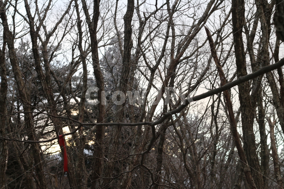 한라산,산,풍경,나무,어둠,눈,새벽,자연,풍경,nature,landscape,tree,plant,식물,tree trunk,나무 줄기