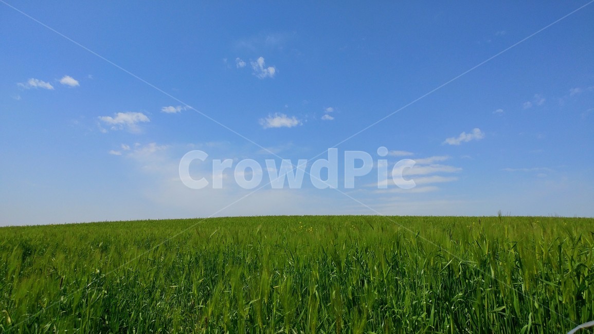 보리,보리밭,하늘,초원,구름,푸른,풍경,landscape,sky,자연,바탕,background,들판,초록,green,청보리,봄,계절,spring,season,field,들,grassland,목초지,outdoors,옥외,nature