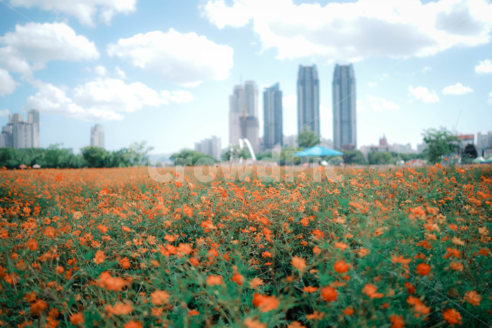 구름,하늘,코스모스,꽃,가을,autumn,commoncosmos,コスモス,gardencosmos,flower,sky,cloud,가을하늘,가을배경,가을이미지,도시,분홍색,식물,가을,계절,fall,autumn,season,도시,풍경,city,landscape,한국도시풍경,한국도시경관,korea cityscape,식물,자연,plants,nature,꽃,flower,감성,sensible,feeling