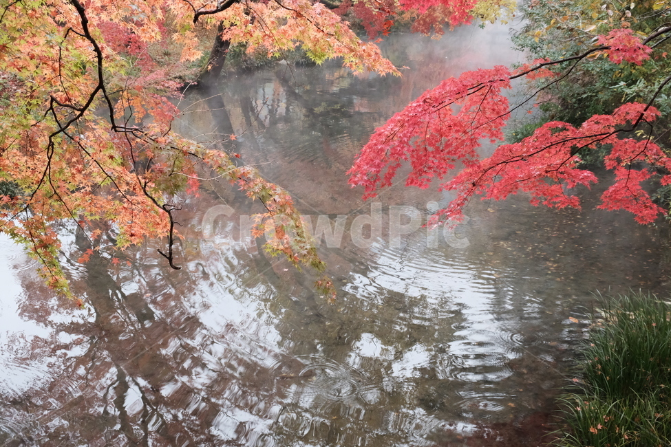 가을,단풍,가을비,호수,반영,가을,계절,fall,autumn,season,자연,풍경,nature,landscape,tree,나무,plant,식물,maple,leaf,잎