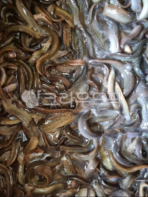 미꾸라지,추어탕,민물고기,생물,fish,미꾸리,식재료,음식재료,요리재료,국내산,국산,loach,자연산,생선,추어탕재료,식용물고기,식용,물고기,freshwaterfish,food,chutang,loachsoup,edible,ediblefish,어류,fishes,foodingredients,cookingmaterial,foodstuff,수산물,marineproducts,chueotangingredients,slipperyloach,mudfish,chueotang,edibility,loachfish,nativeloach,토종미꾸라지