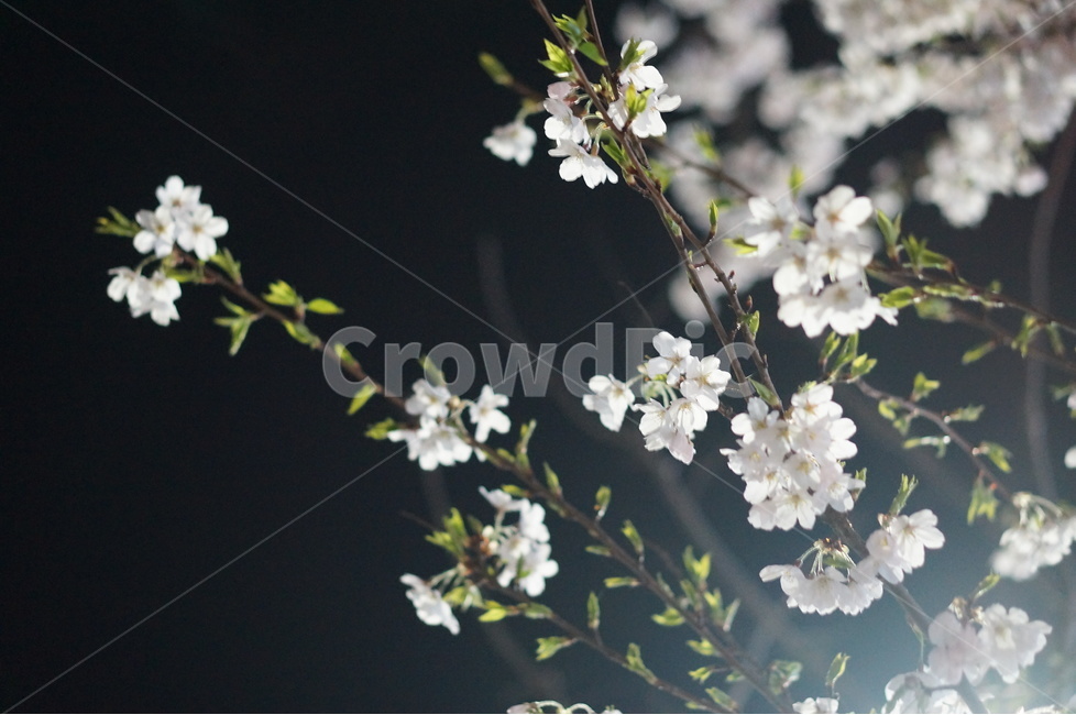 벗꽃,야경,가로등,흰색,빛,밤,봄,계절,spring,season,야경,밤,풍경,nightscape,night,landscape,식물,자연,plants,nature,꽃,flower,plant