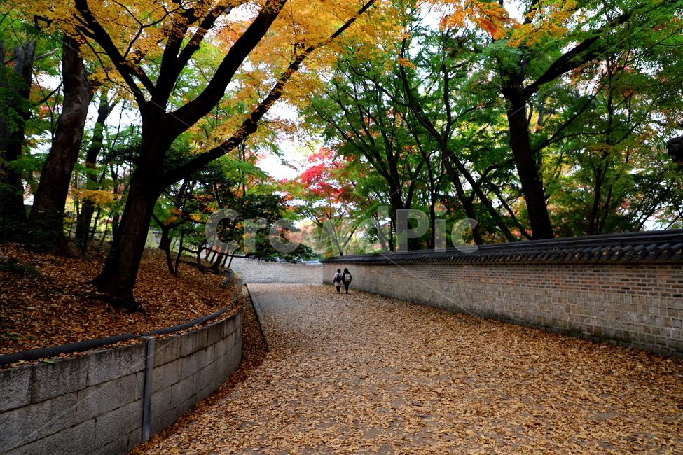 가을,계절,식물,풍경,고궁,가을,계절,fall,autumn,season,자연,풍경,nature,landscape,한국자연풍경,한국자연경관,korea nature landscape,tree,나무,plant,tree trunk,나무 줄기,human,인간,person,사람