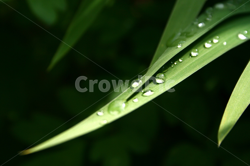 풀잎,풀잎이슬,풀잎물방울,자연감성,식물이슬,식물물방울,식물,자연,plants,nature