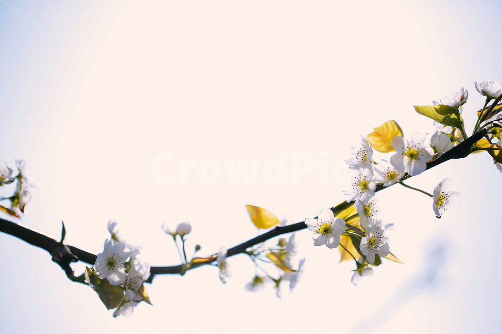 봄,식물,자연풍경,감성사진,꽃,봄,계절,spring,season,식물,자연,plants,nature,꽃,flower,감성,sensible,feeling,plant,blossom